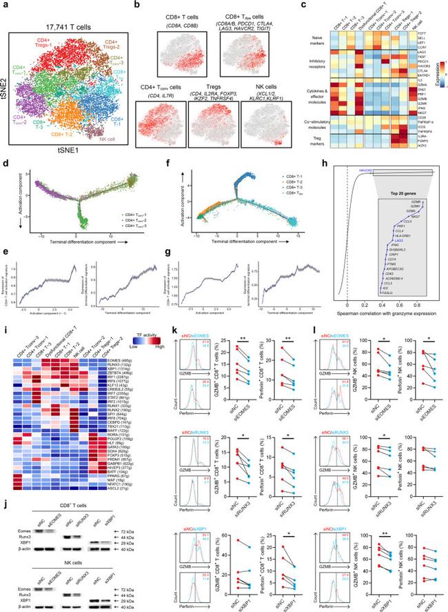 CD3 Antibody in Flow Cytometry (Flow)