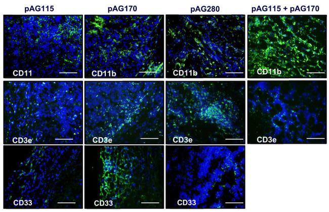 CD11b Antibody in Immunohistochemistry (IHC)