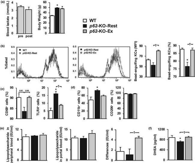 CD11b Antibody in Flow Cytometry (Flow)