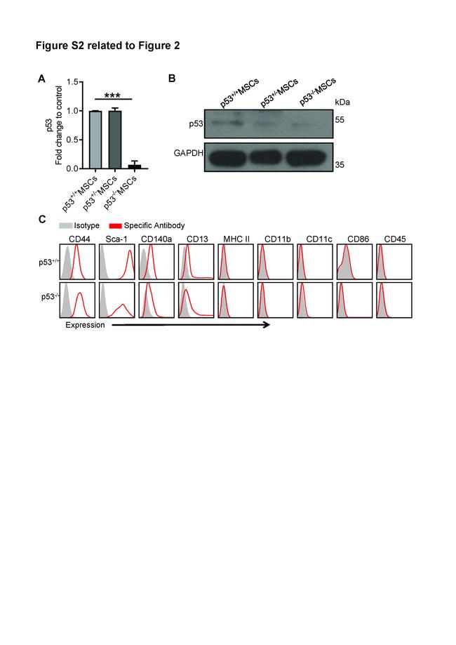 MHC Class II I-Ab Antibody in Flow Cytometry (Flow)