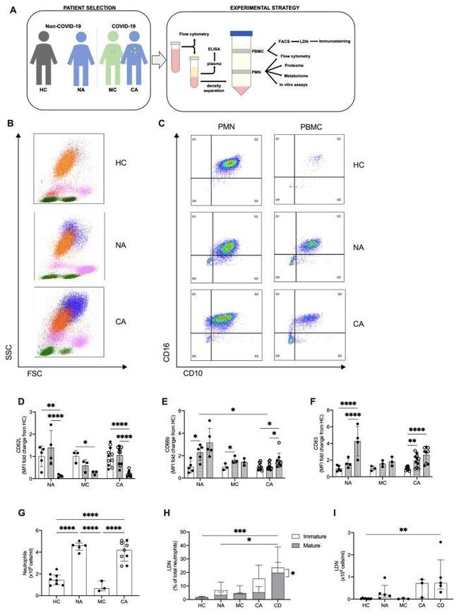 CD16 Antibody in Flow Cytometry (Flow)