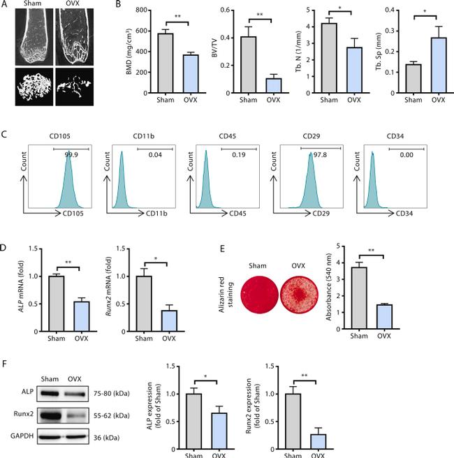 CD29 (Integrin beta 1) Antibody in Flow Cytometry (Flow)