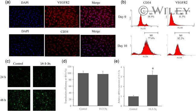 CD34 Antibody in Immunocytochemistry, Flow Cytometry (ICC/IF, Flow)