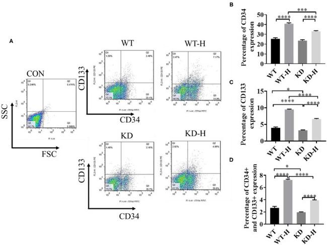 CD34 Antibody in Flow Cytometry (Flow)