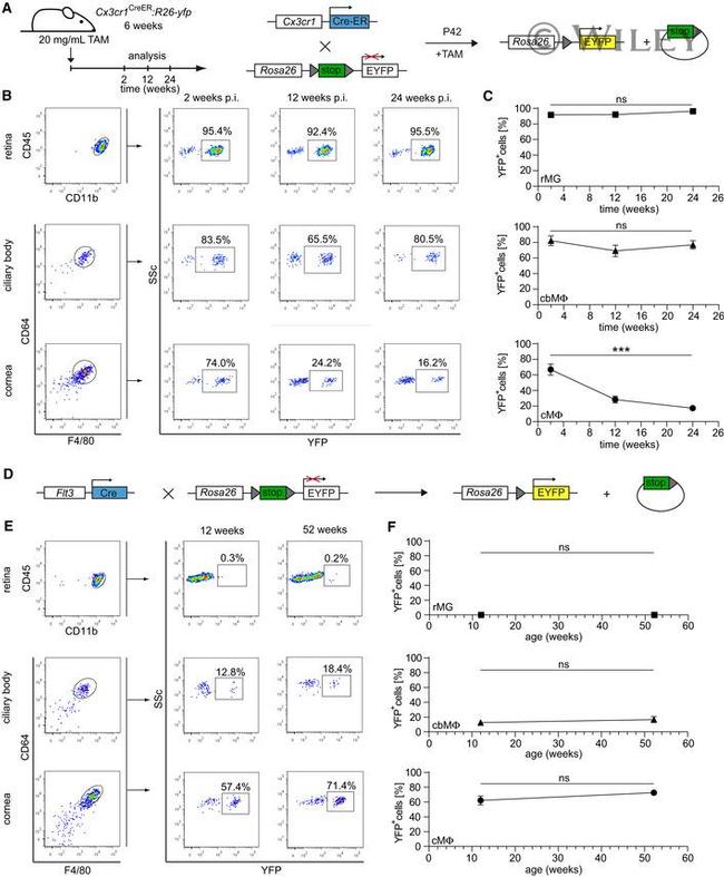 CD45 Antibody in Flow Cytometry (Flow)