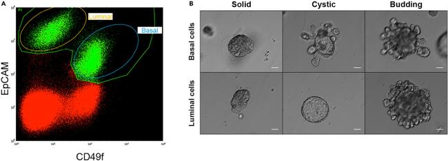 CD49f (Integrin alpha 6) Antibody in Immunocytochemistry (ICC/IF)