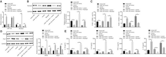 CD206 (MMR) Antibody in Flow Cytometry (Flow)