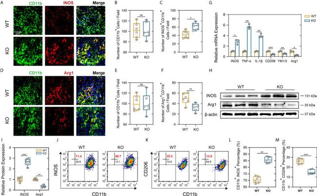 CD206 (MMR) Antibody in Flow Cytometry (Flow)