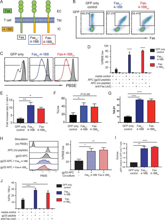 EOMES Antibody in Flow Cytometry (Flow)