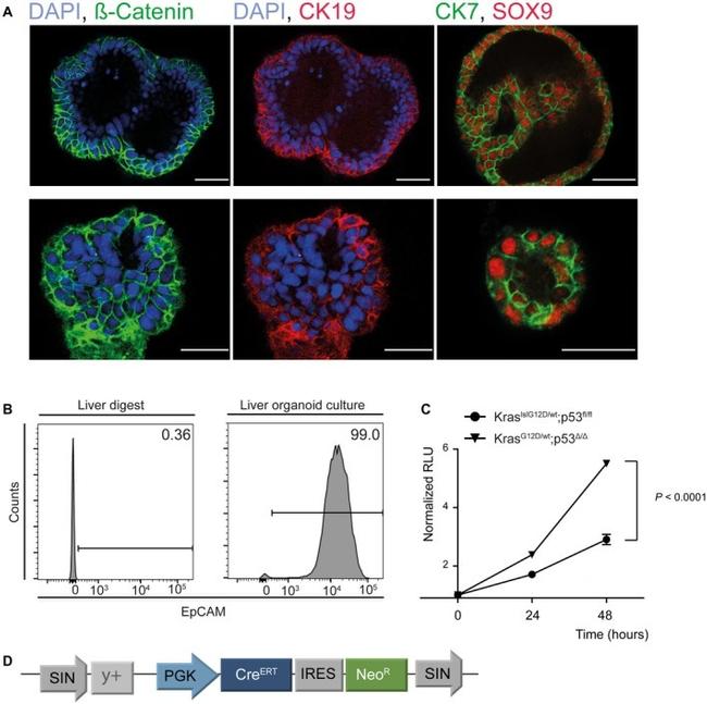 CD326 (EpCAM) Antibody in Flow Cytometry (Flow)