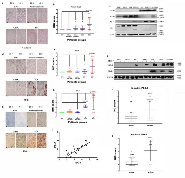 CD274 (PD-L1, B7-H1) Antibody in Immunohistochemistry (IHC)