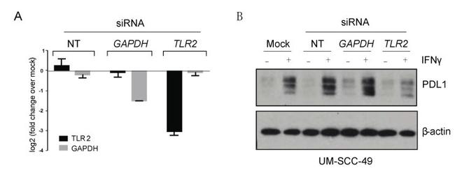 CD274 (PD-L1, B7-H1) Antibody in Western Blot (WB)