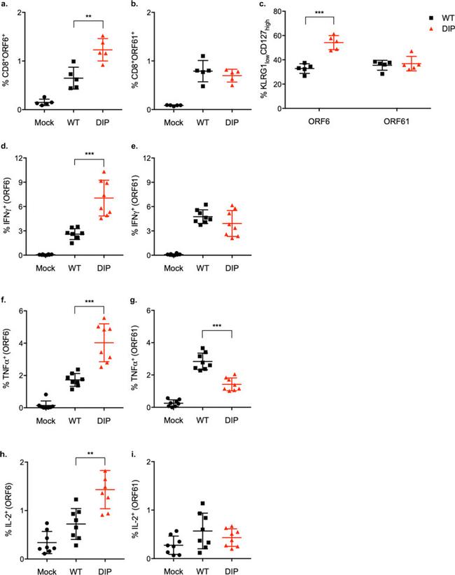 IFN gamma Antibody in Flow Cytometry (Flow)