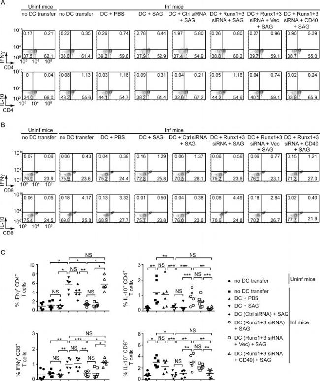 IFN gamma Antibody in Flow Cytometry (Flow)