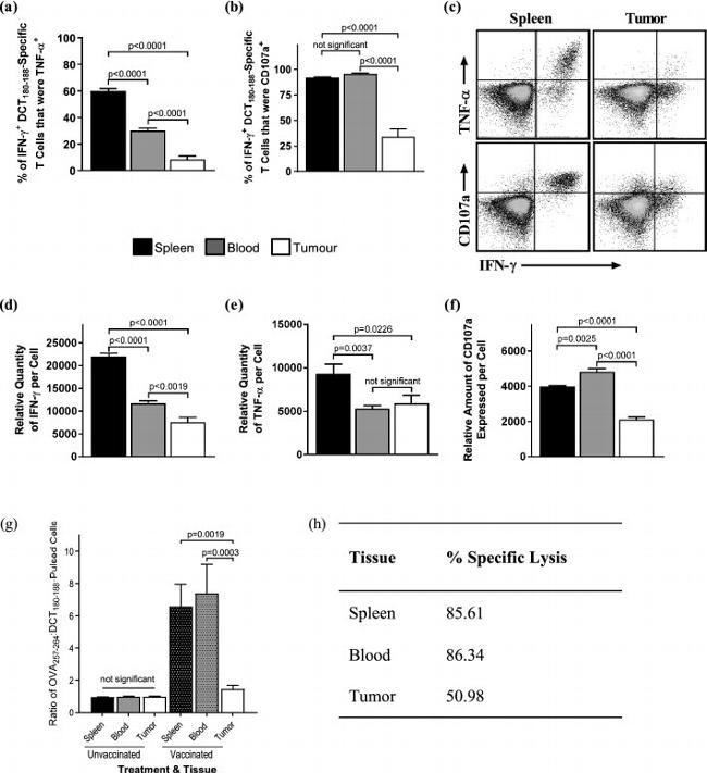 IFN gamma Antibody in Flow Cytometry (Flow)