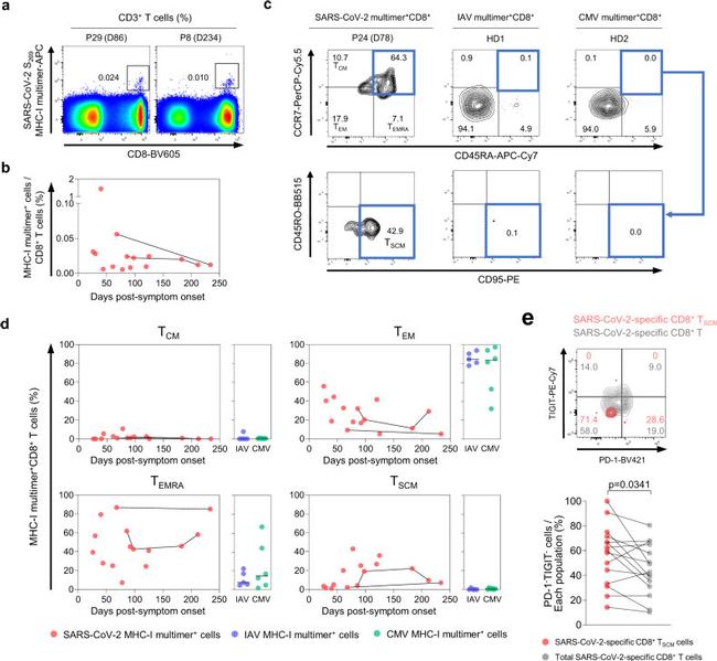 TIGIT Antibody in Flow Cytometry (Flow)