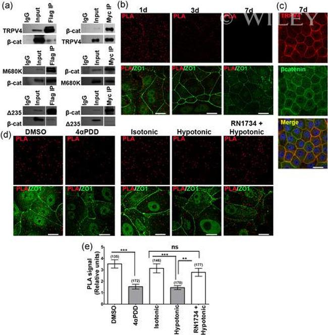 beta Catenin Antibody in Western Blot (WB)