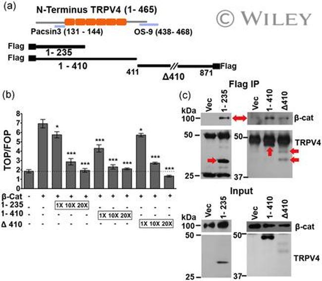 beta Catenin Antibody in Western Blot (WB)