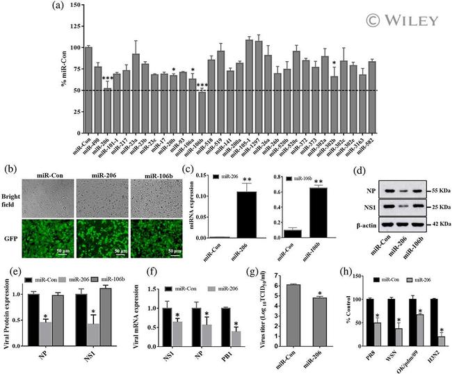 Actin Antibody in Western Blot (WB)