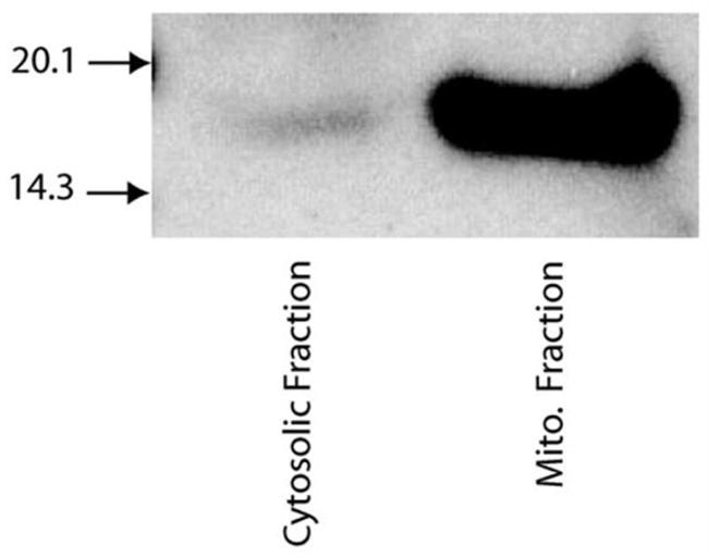 Cytochrome C Antibody in Immunoprecipitation (IP)