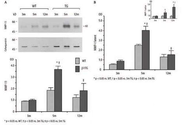 Calsequestrin Antibody in Western Blot (WB)