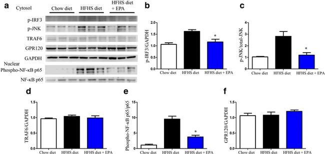 TRAF6 Antibody in Western Blot (WB)