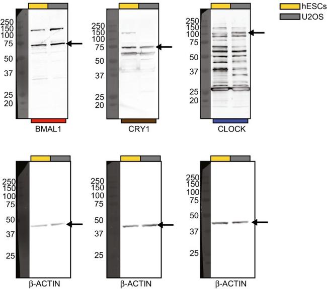 CLOCK Antibody in Western Blot (WB)