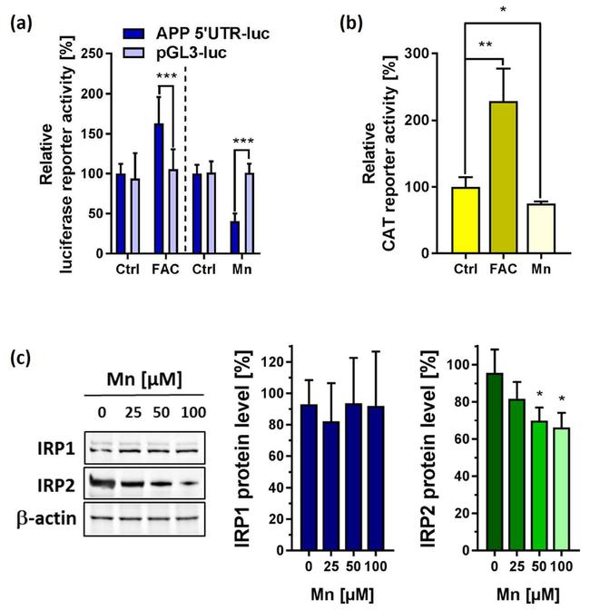 IREB2 Antibody in Western Blot (WB)