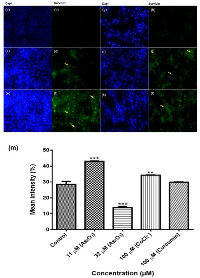 Survivin Antibody in Immunocytochemistry (ICC/IF)