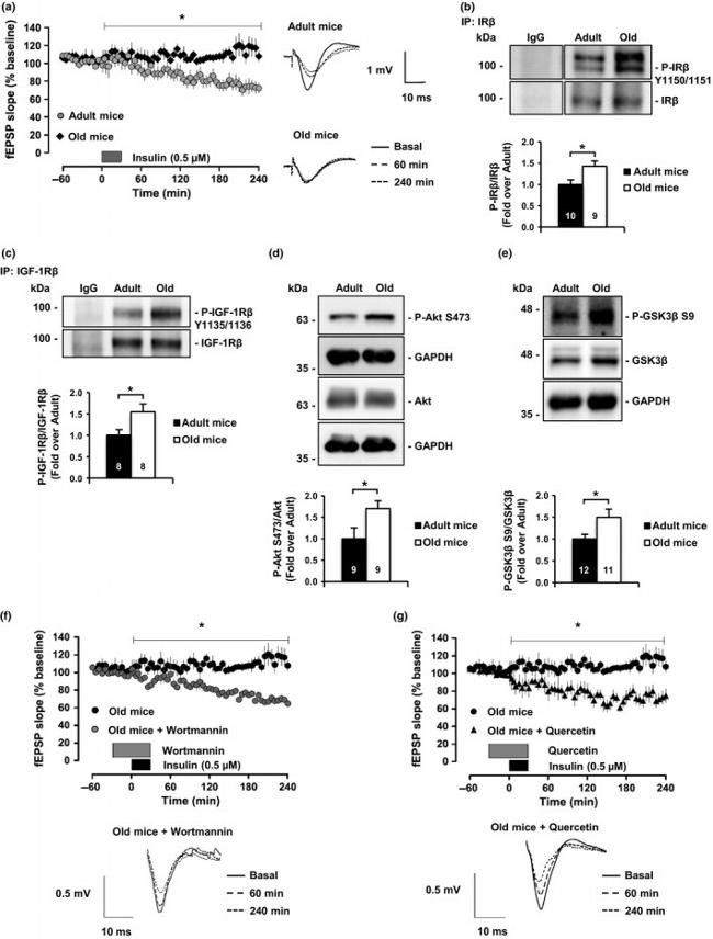 GSK3 Alpha/beta Monoclonal Antibody (21A) (44-610)