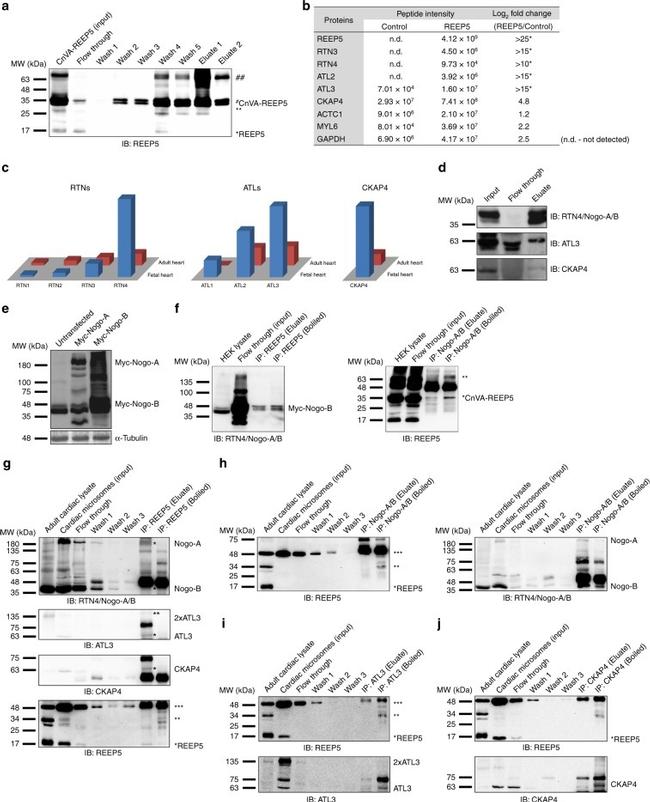 Nogo-A/B Antibody in Western Blot, Immunoprecipitation (WB, IP)