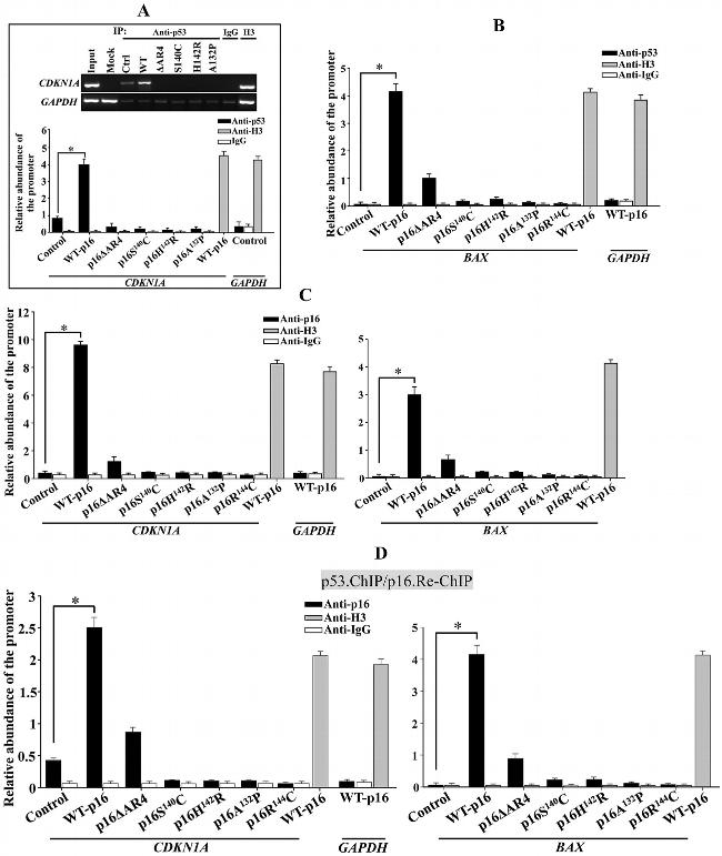 p19ARF Antibody in ChIP Assay (ChIP)