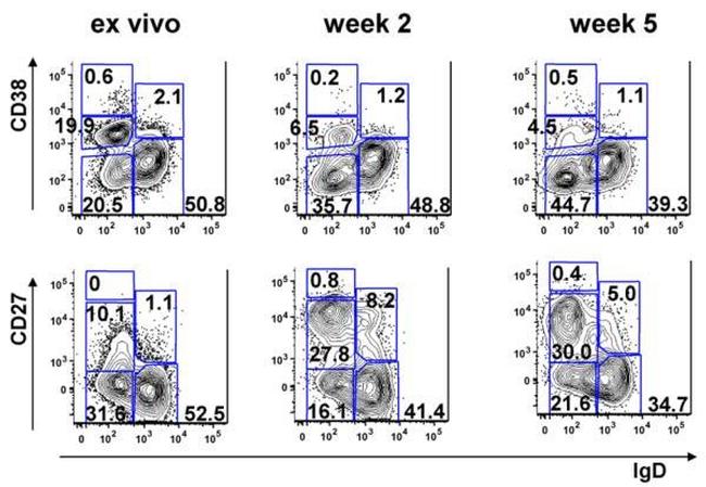 CD27 Antibody in Flow Cytometry (Flow)