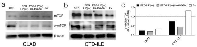 beta Actin Antibody in Western Blot (WB)