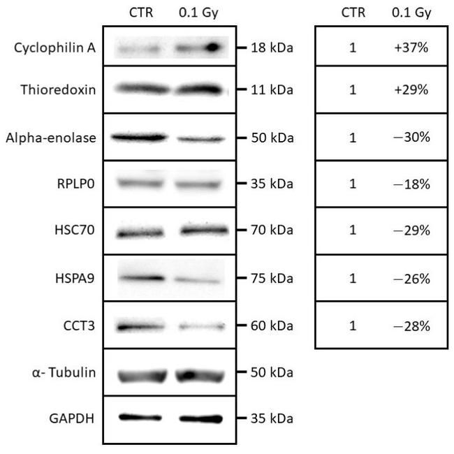 CCT3 Antibody in Western Blot (WB)