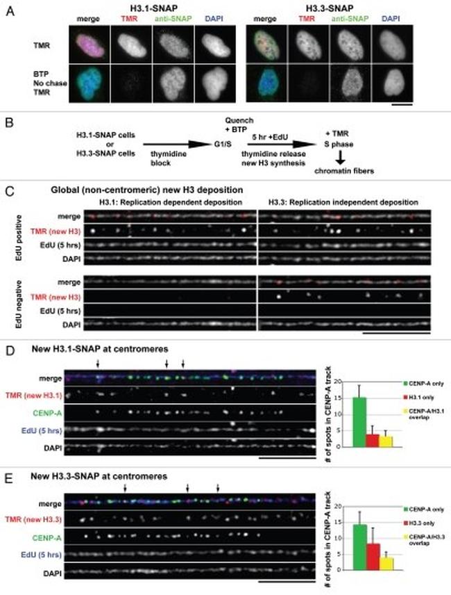 SNAP Tag Antibody in Immunocytochemistry (ICC/IF)