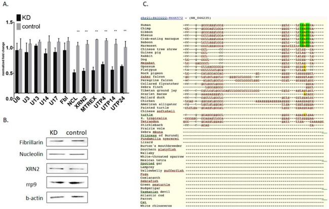 beta Actin Antibody in Western Blot (WB)