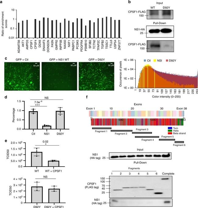 HA Tag Antibody in Western Blot (WB)