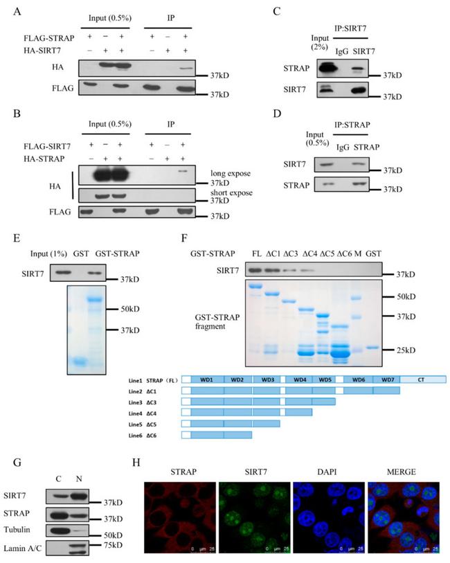 HA Tag Antibody in Western Blot (WB)