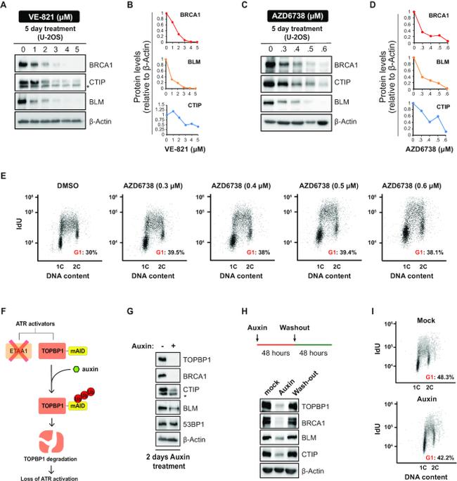 beta Actin Antibody in Western Blot (WB)