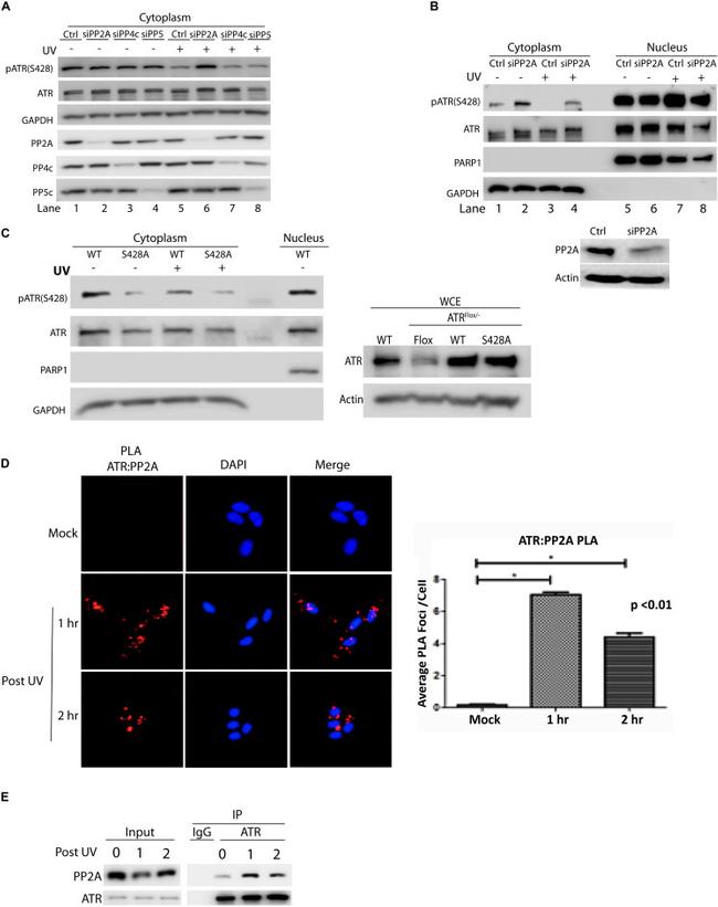 beta Actin Antibody in Western Blot (WB)