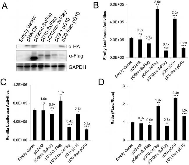 HA Tag Antibody in Western Blot (WB)