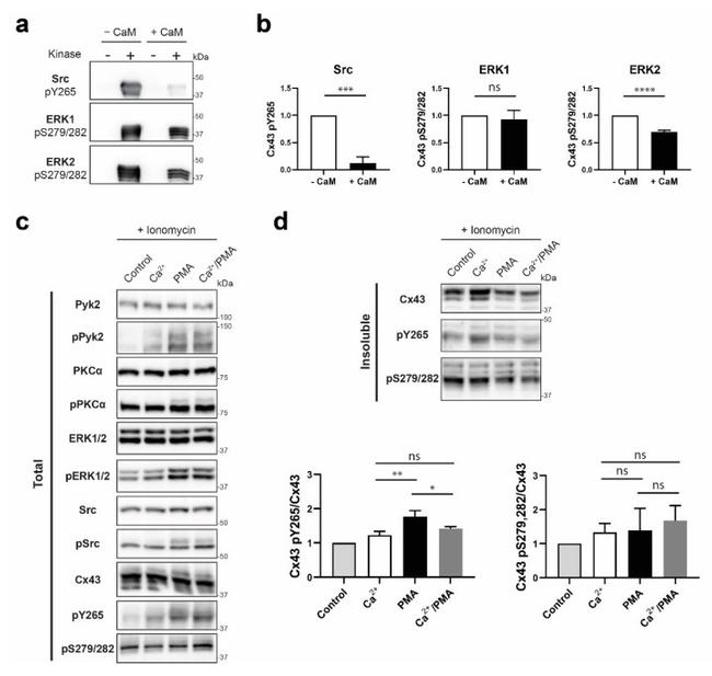 Phospho-Connexin 43 (Ser279) Antibody in Western Blot (WB)