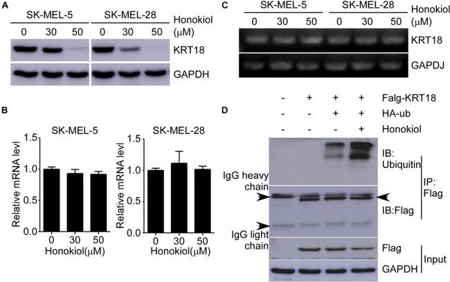 HA Tag Antibody in Western Blot (WB)