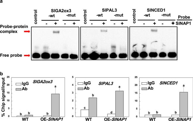 HA Tag Antibody in ChIP Assay (ChIP)