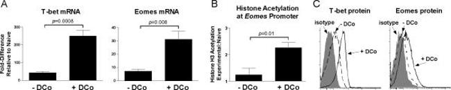 EOMES Antibody in Flow Cytometry (Flow)