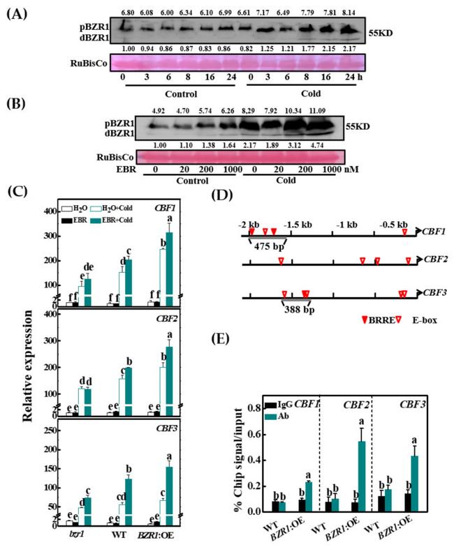 HA Tag Antibody in ChIP Assay (ChIP)