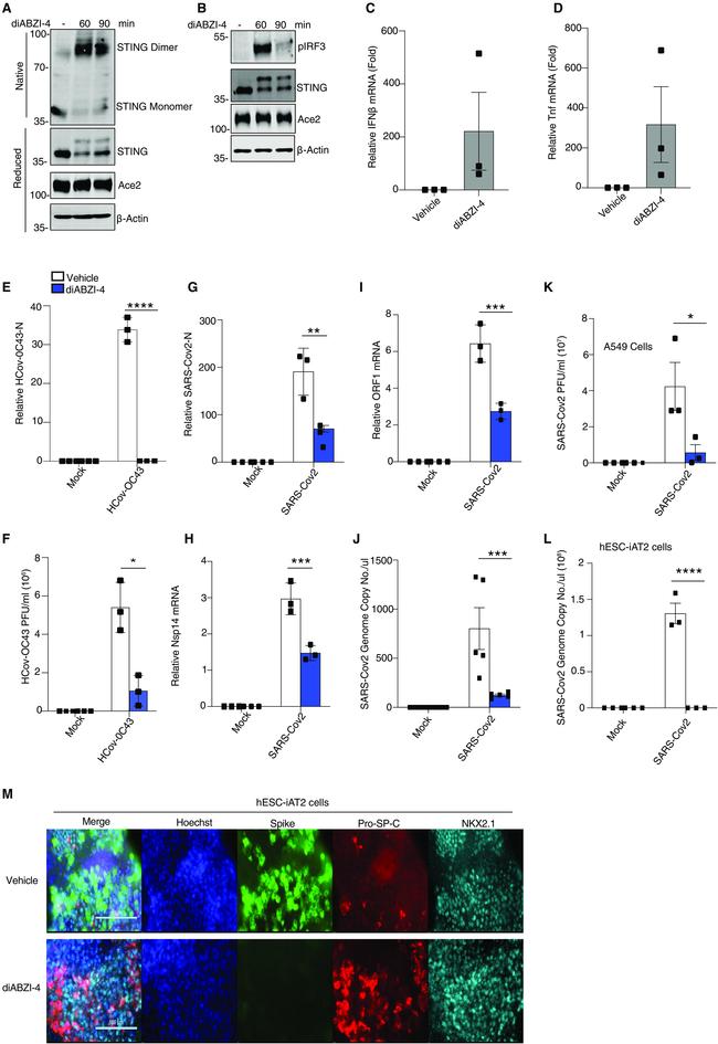 Nkx2.1 Antibody in Immunocytochemistry (ICC/IF)