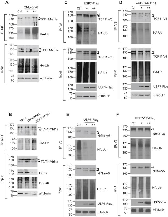 V5 Tag Antibody in Western Blot (WB)