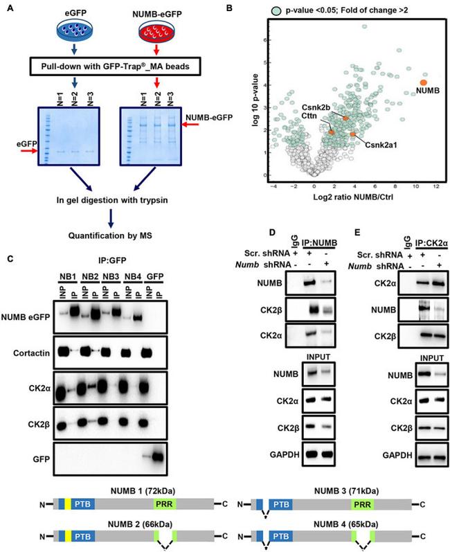 CK2 beta Antibody in Western Blot (WB)